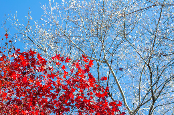 Shikizakura, kış sakura kırmızı akçaağaç ile Obara Toyot bırakır. - Fotoğraf, Görsel