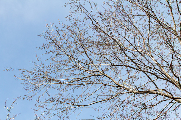 Çıplak ağaç dalları - Fotoğraf, Görsel