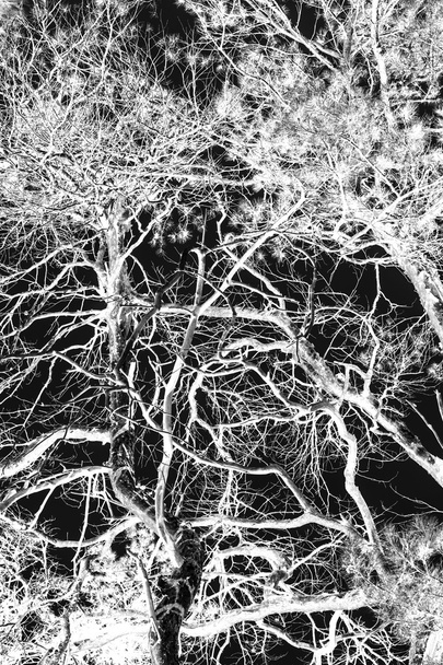 Ветви белого дерева на черном
 - Фото, изображение