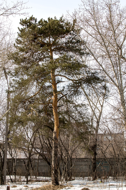 kora tavaszi erdő - Fotó, kép