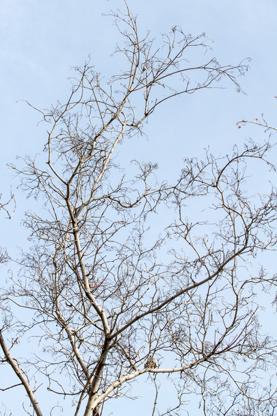 Holé větve stromů - Fotografie, Obrázek