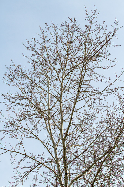 Holé větve stromů - Fotografie, Obrázek
