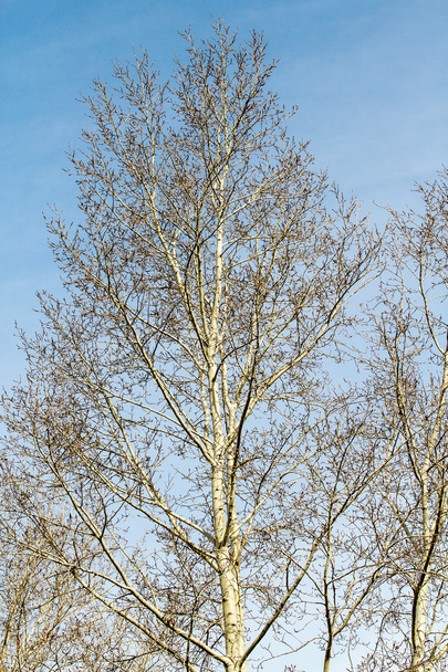 Ramos de árvores nuas - Foto, Imagem