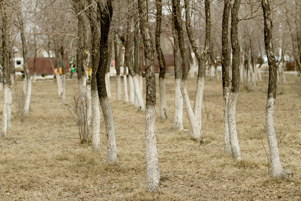 Šedivé stromy v lese - Fotografie, Obrázek