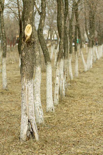 Сірі дерева в лісі
 - Фото, зображення