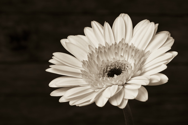 Gerbera százszorszép virág. - Fotó, kép