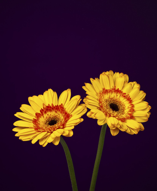Dos brillantes y lindas margaritas Gerberas de oro amarillo
 - Foto, Imagen