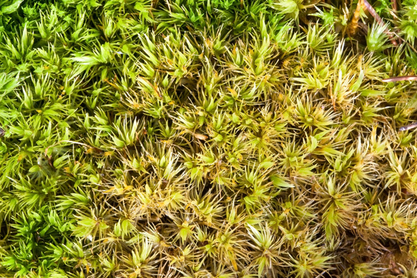 Green Sphagnum Moss Close Up With Blurred Background Stock Photo