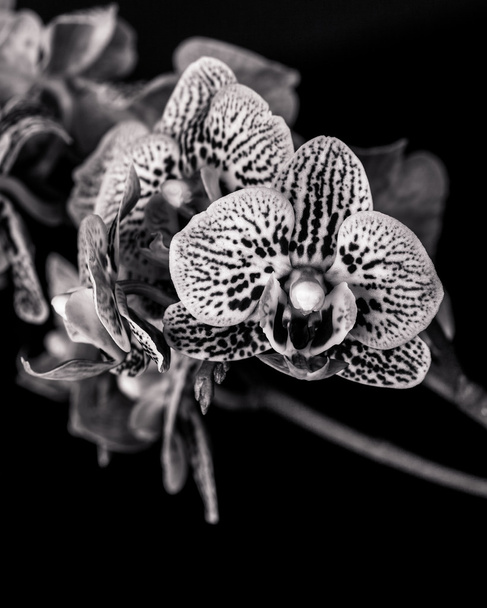 Musta ja valkoinen orkidea kukkii
 - Valokuva, kuva