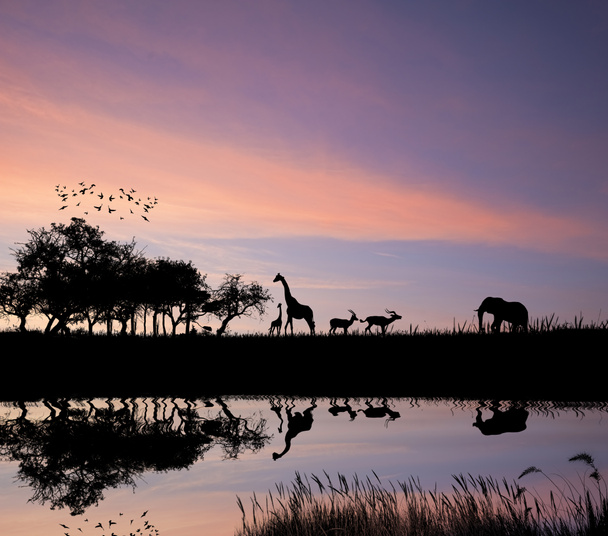 Safari στην Αφρική σιλουέτα των άγριων ζώων αντανάκλαση στο νερό - Φωτογραφία, εικόνα