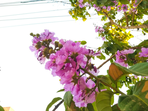 Κλείσιμο του Pride of India ή Lagerstroemia Speciosa Indian Avenue Tree Purple Χρώμα Λουλούδι - Φωτογραφία, εικόνα