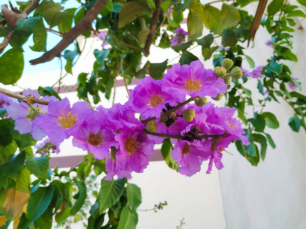 Κλείσιμο του Pride of India ή Lagerstroemia Speciosa Indian Avenue Tree Purple Χρώμα Λουλούδι - Φωτογραφία, εικόνα
