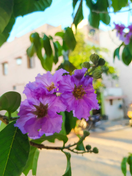 Closeup of Pride of India or Lagerstroemia Speciosa Indian Avenue Tree Purple Color Flower - Photo, Image