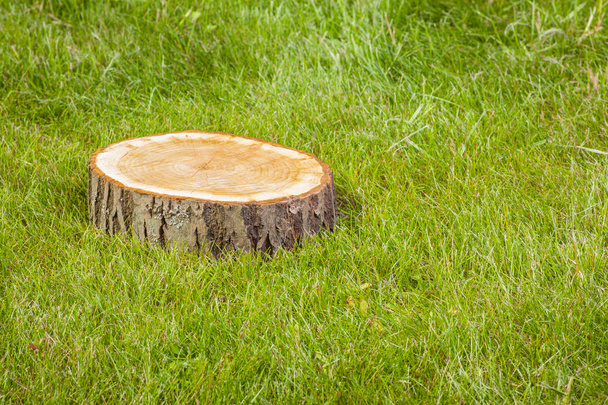 stump tree on green grass - Foto, Imagen