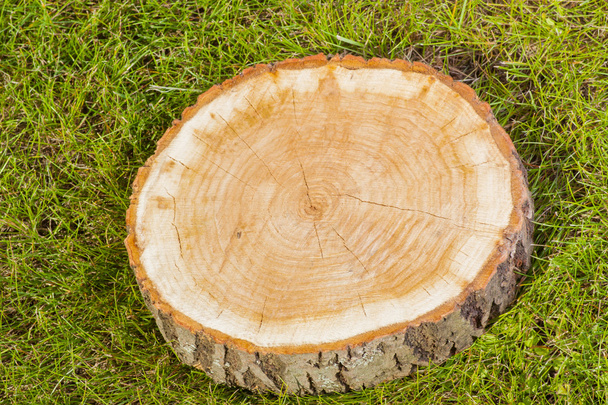 stump tree on green grass - Фото, зображення