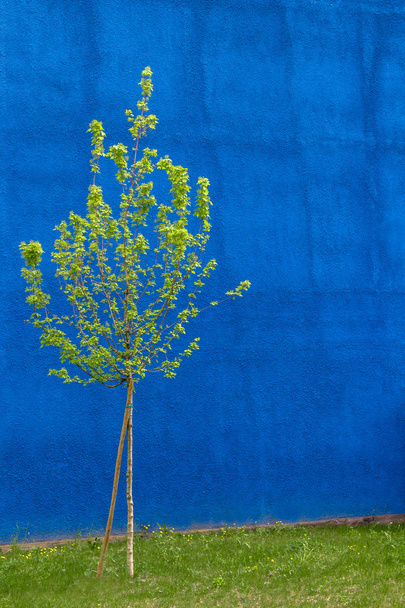 małe drzewo - Zdjęcie, obraz