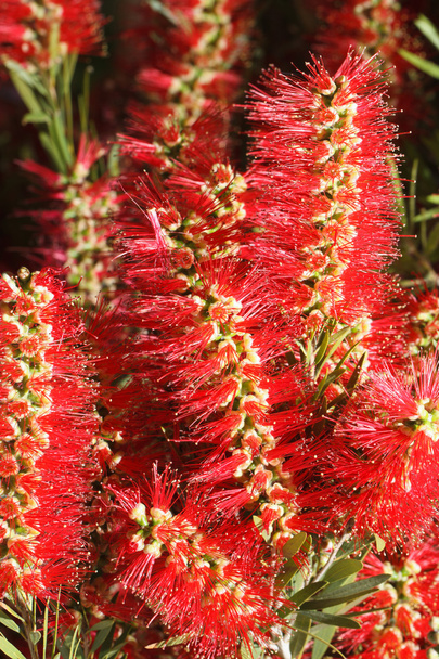 beautiful red flowers Callistemon closeup. vertical - Photo, Image