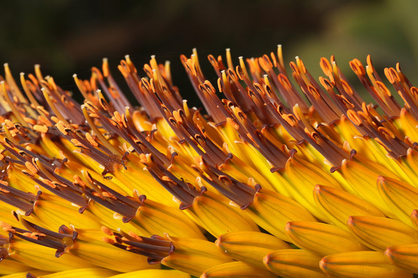 tropische mooie bloemen Kniphofia close-up - Foto, afbeelding