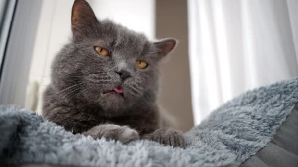 Крупним планом британський короткошерстий кіт з помаранчевими очима, лежачи на ліжку - Кадри, відео
