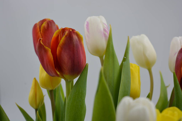 Праздничный букет цветов, весна, яркие цветы в стакане. Состав красных, белых, желтых тюльпанов на фоне длинных, зеленых листьев. - Фото, изображение