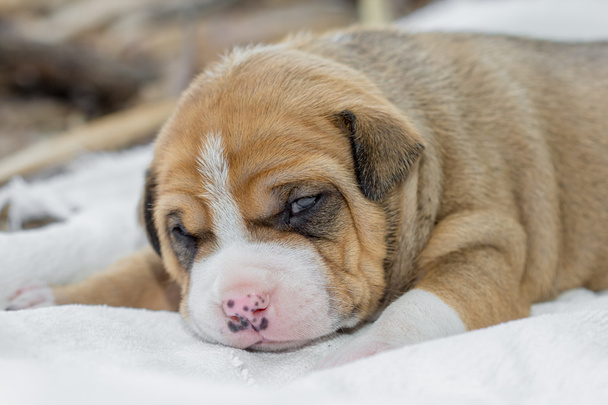 pit bull cachorro cão
  - Foto, Imagem