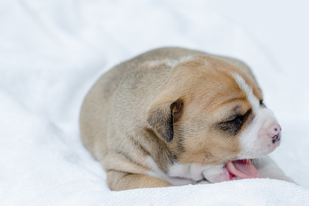 пітбуль цуценя собака
  - Фото, зображення