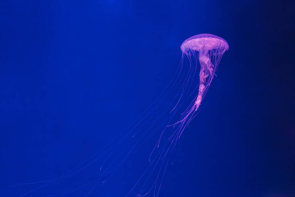 podvodní fotografie medúz chrysaora quinquecirrha medúzy atlantické mořské kopřivy close-up - Fotografie, Obrázek