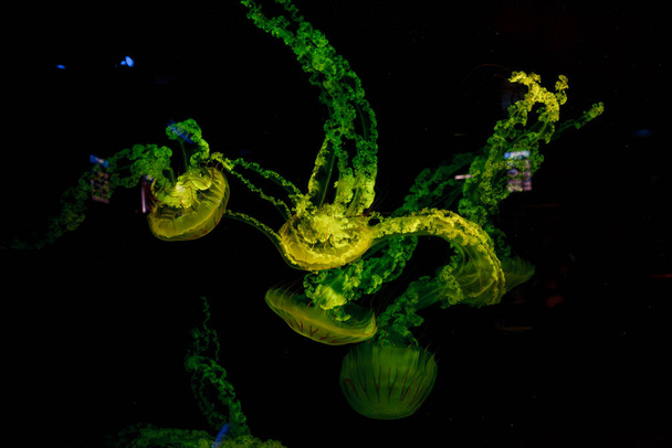 fotos submarinas de medusas chrysaora plocamia América del Sur ortiga de mar primer plano - Foto, imagen