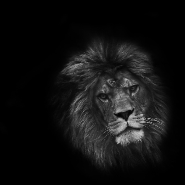 εκπληκτική του προσώπου πορτρέτο του αρσενικό λιοντάρι σε μαύρο φόντο, μπλα - Φωτογραφία, εικόνα