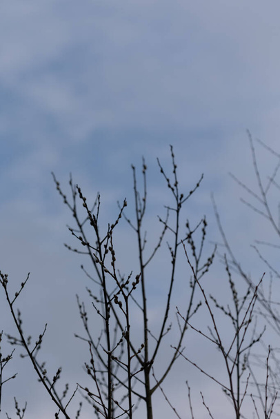 Belos galhos de árvores durante a primavera no Parque Nacional de Gaija, Letônia. Cenário natural da primavera do norte da Europa. - Foto, Imagem