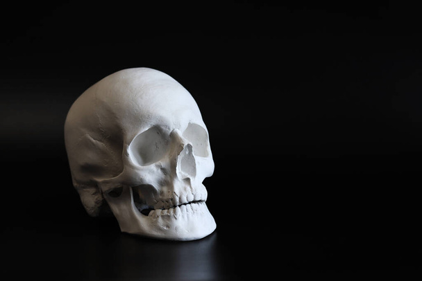 Gesso crânio branco close-up em um fundo preto. Crânio de gesso falso em um fundo escuro. Modelo para desenhar um crânio, para estudantes de arte. Conceito de anatomia e educação artística - Foto, Imagem