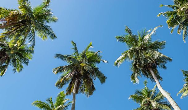 Palmeiras contra céu azul na ilha tropical das Seychelles. Vista de ângulo baixo. - Foto, Imagem