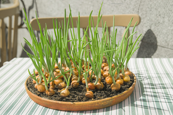 Bir restoran masada bulunan bir kapsayıcı üzerinden büyüyen soğan. - Fotoğraf, Görsel