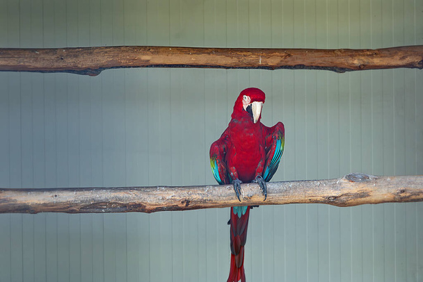 Valikoiva painopiste kirkas ja värikäs papukaija Macaw Ara istuu haara. Kansainvälinen lintupäivä. Maailman luontopäivä. - Valokuva, kuva