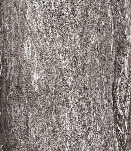 Ilustrace kůry textury Platycladus orientalis, také známý jako thuja sinensis, thuja orientalis nebo biota. - Fotografie, Obrázek