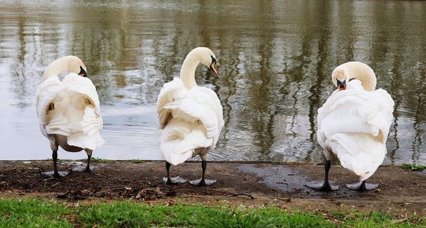 Three white mute swans in a row at the water's edge. - Photo, Image
