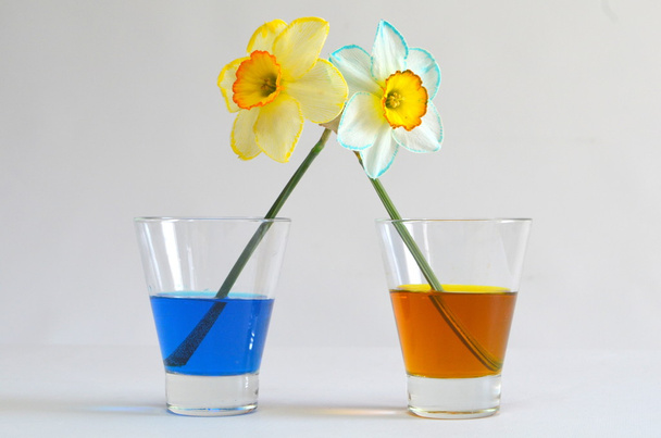 Daffodilos
 - Foto, Imagem