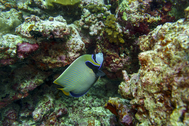 Pez ángel emperador (Pomacanthus imperator) en el arrecife de coral de la isla de Maldivas. Wildelife marino tropical y coralino. Hermoso mundo submarino. Fotografía submarina. - Foto, imagen