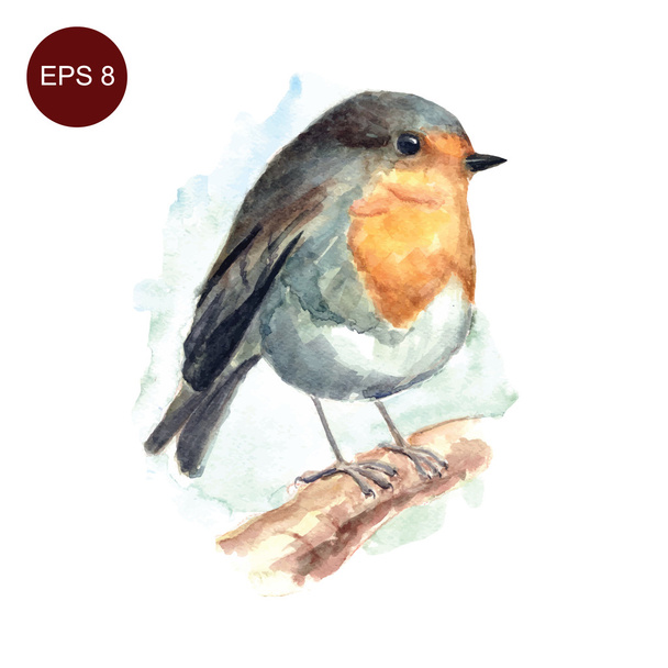 Hand drawn watercolor robin bird - Vector, Image