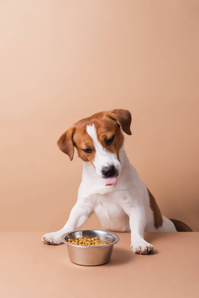 Éhes vicces Jack Russell Terrier kutya száraz kisállat étel tál nyalás nyelv pasztell háttér. Kedvtelésből tartott állatok száraz eledelének koncepciója, másolás - Fotó, kép
