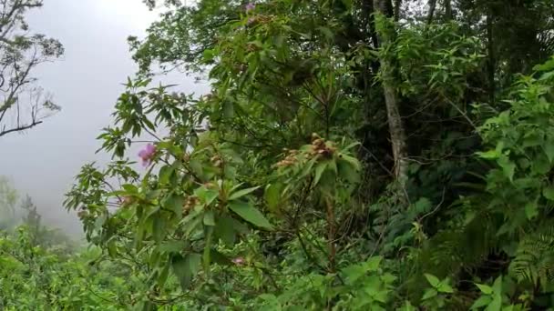 Melastoma candidum (Senggani, senduduk, cengkodok, Melastoma septemnervium) blühen in der Natur. Diese Pflanze ist aufrecht stehende Sträucher oder kleine Bäume bis zu 5 m hoch - Filmmaterial, Video