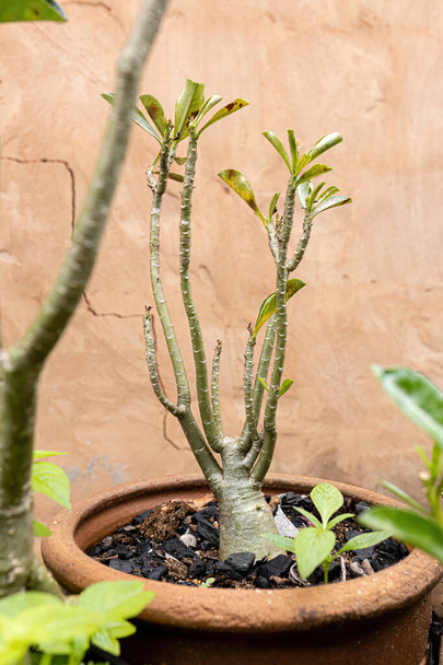 種のデザートローズ植物 アデニウム肥満 - 写真・画像