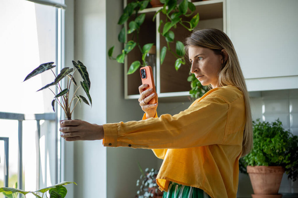 Nainen kukkakauppias bloggaaja ottaa kuvia Alocasia kasvi kukkaruukku älypuhelimeen kotipuutarhassa. Myymme huonekasveja netissä, tienaamme rahaa vihreällä harrastuksella. Kasvinjalostus.  - Valokuva, kuva