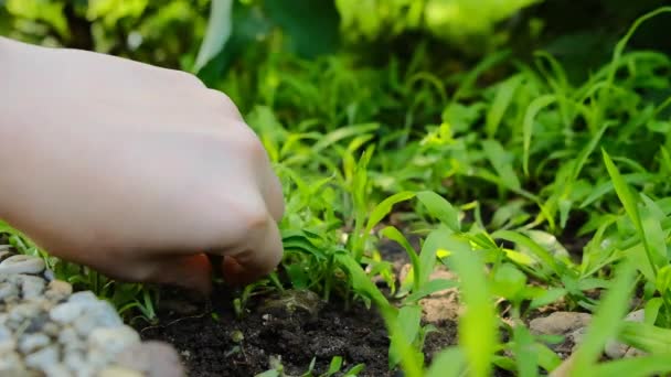 Unkrautverarbeitung. Hand pflückt Gras in einem Garten. Das Land vom Unkraut befreien. 4k Filmmaterial - Filmmaterial, Video