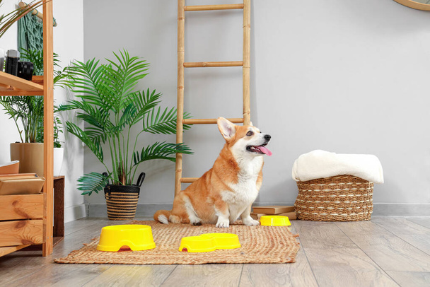 Roztomilý Corgi pes s různými miskami na jídlo doma - Fotografie, Obrázek