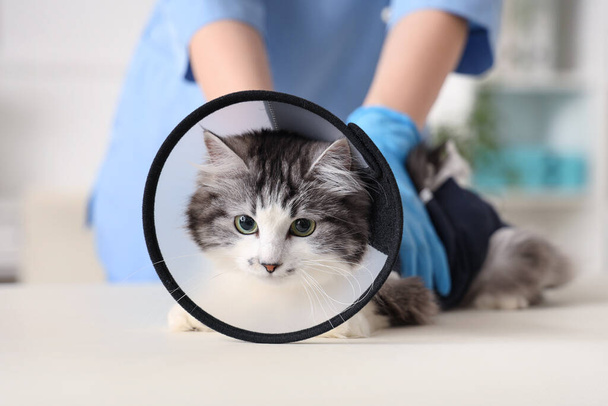 Žena veterinární lékař vyšetření roztomilé kočky s regenerační oblek a Elizabethan límec po sterilizaci na veterinární klinice - Fotografie, Obrázek