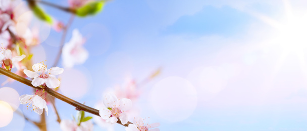 art Spring blossom background - Photo, Image