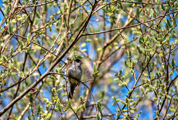 Male blackcap perched in a tree in spring. - Photo, Image