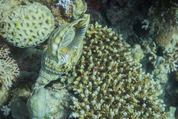 エジプトでのダイビング中にサンゴ礁に横たわる巨大な貝 - 写真・画像