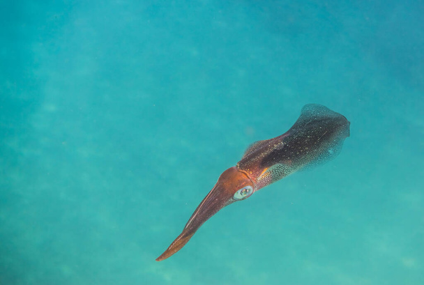 単一のビッグフィンリーフイカが水中でホバリングし,カメラマクロビューを見る - 写真・画像